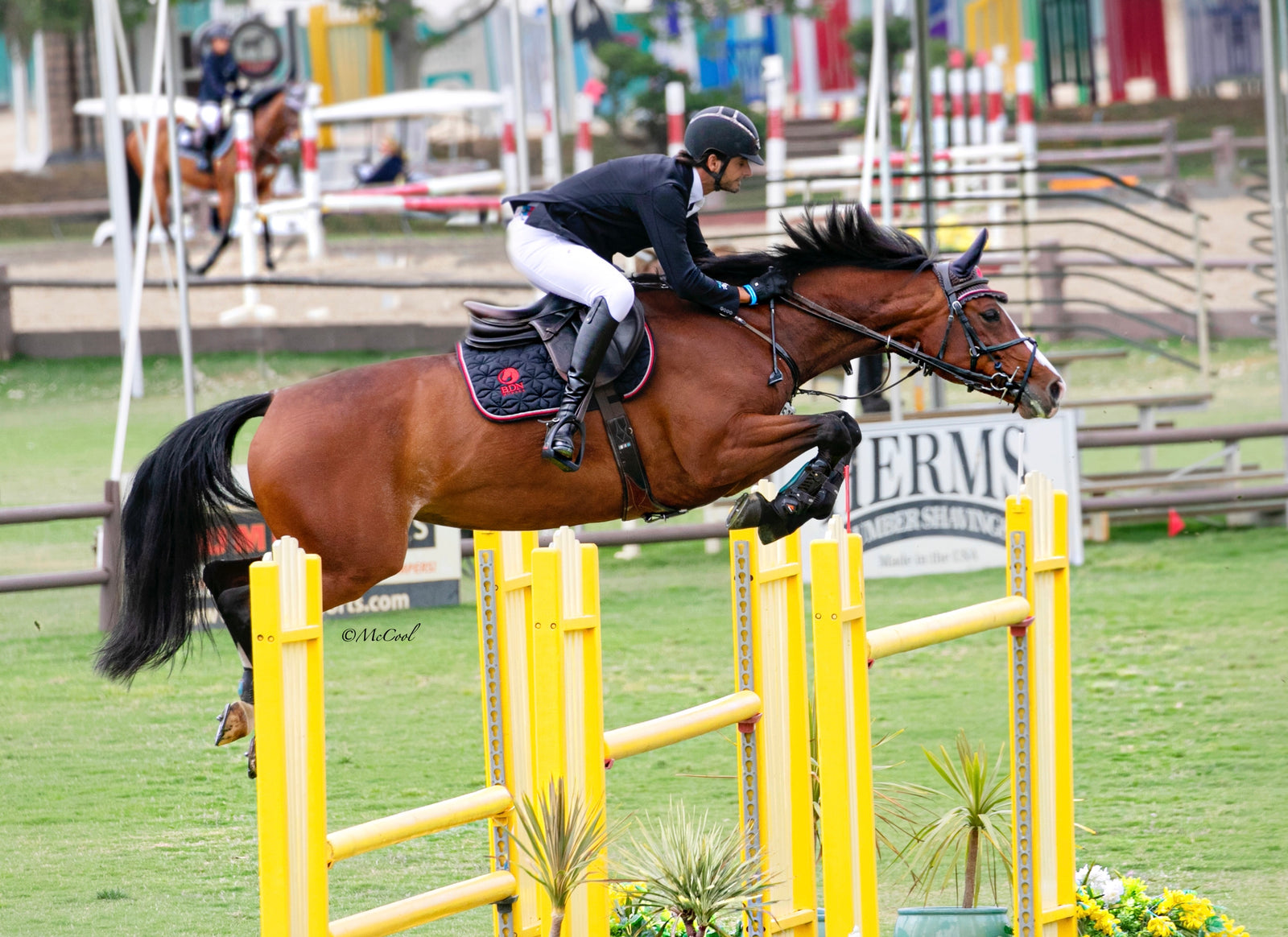 A Pattern of Taking Chances: Bruno Diniz Das Neves, Adele XIII and For Horses