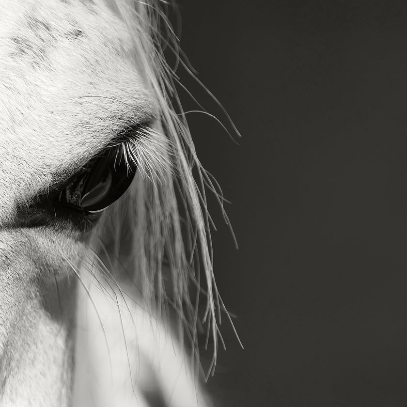 For Horses Italy Collections Equestrian Wear Shop Online